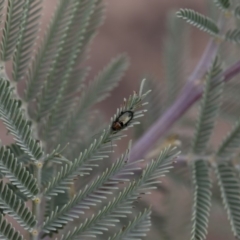 Adoxia benallae at Michelago, NSW - 17 Mar 2019 12:32 PM