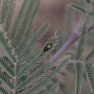 Adoxia benallae at Michelago, NSW - 17 Mar 2019 12:32 PM