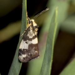 Anestia (genus) (A tiger moth) at Higgins, ACT - 18 Mar 2019 by AlisonMilton