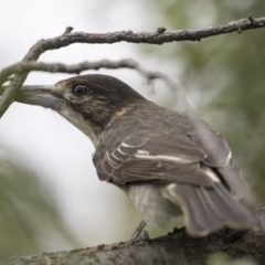 Cracticus torquatus (Grey Butcherbird) at Higgins, ACT - 17 Mar 2019 by AlisonMilton