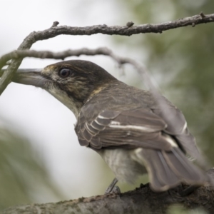 Cracticus torquatus at Higgins, ACT - 17 Mar 2019 01:44 PM