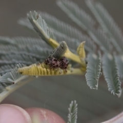 Elaphodes cervinus at Michelago, NSW - 17 Mar 2019 12:31 PM