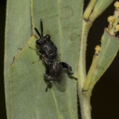 Chalcididae (family) (Unidentified chalcid wasp) at Higgins, ACT - 18 Mar 2019 by AlisonMilton