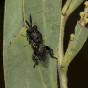 Chalcididae (family) at Higgins, ACT - 18 Mar 2019