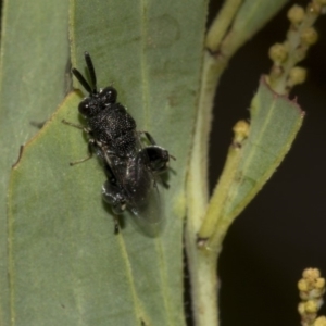 Chalcididae (family) at Higgins, ACT - 18 Mar 2019 10:14 AM