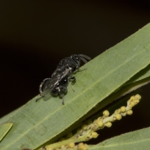 Chalcididae (family) at Higgins, ACT - 18 Mar 2019 10:14 AM