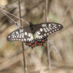 Papilio anactus (Dainty Swallowtail) at Fraser, ACT - 11 Mar 2019 by AlisonMilton