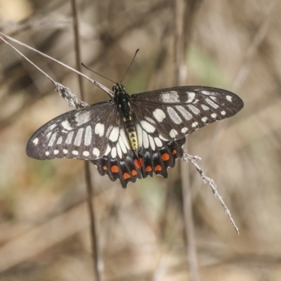 Papilio anactus (Dainty Swallowtail) at Fraser, ACT - 11 Mar 2019 by AlisonMilton
