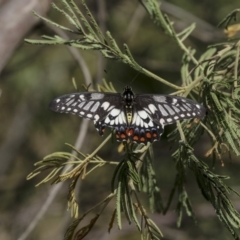 Papilio anactus (Dainty Swallowtail) at Melba, ACT - 12 Mar 2019 by AlisonMilton