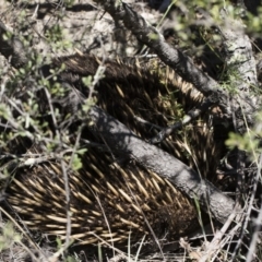 Tachyglossus aculeatus (Short-beaked Echidna) at Michelago, NSW - 12 Jan 2019 by Illilanga