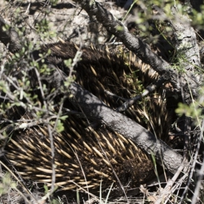 Tachyglossus aculeatus (Short-beaked Echidna) at Michelago, NSW - 11 Jan 2019 by Illilanga