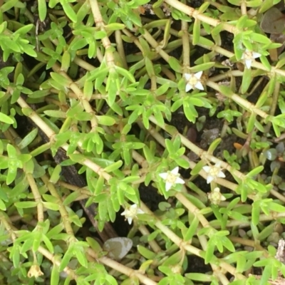 Crassula helmsii (Swamp Stonecrop) at Jerrabomberra Wetlands - 22 Mar 2019 by JaneR