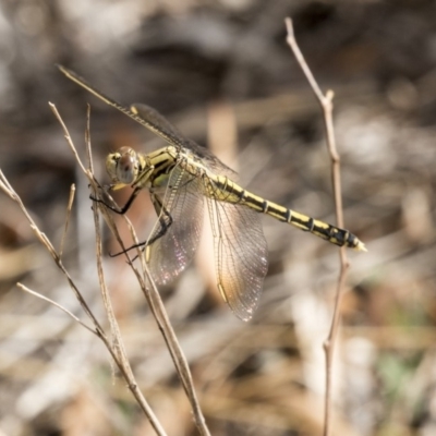 Orthetrum caledonicum (Blue Skimmer) at Flynn, ACT - 11 Mar 2019 by AlisonMilton