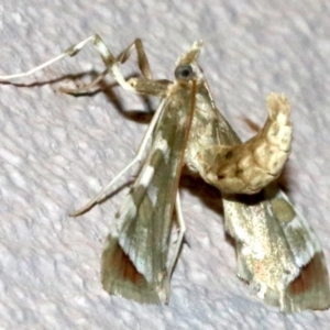 Sceliodes cordalis at Ainslie, ACT - 10 Mar 2019