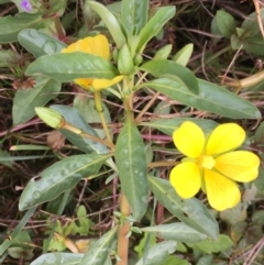 Ludwigia peploides subsp. montevidensis (Water Primrose) at Fyshwick, ACT - 22 Mar 2019 by JaneR