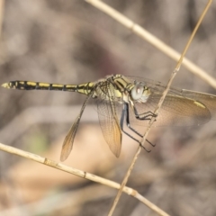 Orthetrum caledonicum (Blue Skimmer) at Mount Rogers - 12 Mar 2019 by AlisonMilton