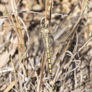 Orthetrum caledonicum at Fraser, ACT - 12 Mar 2019