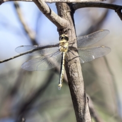 Hemicordulia tau (Tau Emerald) at Mount Rogers - 12 Mar 2019 by AlisonMilton