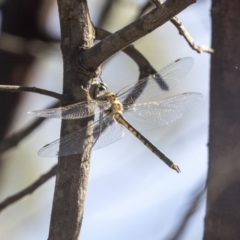 Hemicordulia tau at Fraser, ACT - 12 Mar 2019