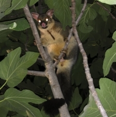 Trichosurus vulpecula (Common Brushtail Possum) at Michelago, NSW - 28 Feb 2019 by Illilanga