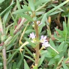 Lythrum hyssopifolia (Small Loosestrife) at Jerrabomberra Wetlands - 22 Mar 2019 by JaneR