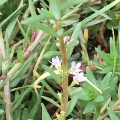 Lythrum hyssopifolia (Small Loosestrife) at Jerrabomberra Wetlands - 22 Mar 2019 by JaneR
