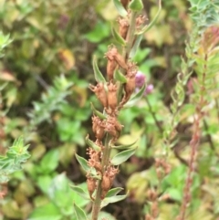 Lythrum salicaria (Purple Loosestrife) at Fyshwick, ACT - 22 Mar 2019 by JaneR