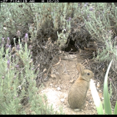 Oryctolagus cuniculus (European Rabbit) at Michelago, NSW - 26 Nov 2018 by Illilanga