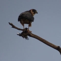 Falco longipennis (Australian Hobby) at Garran, ACT - 20 Mar 2019 by roymcd