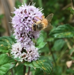 Mentha x piperita (Peppermint) at Jerrabomberra Wetlands - 22 Mar 2019 by JaneR