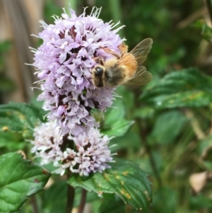 Mentha x piperita at Fyshwick, ACT - 22 Mar 2019