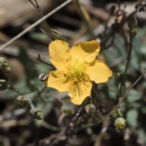 Hypericum gramineum at Michelago, NSW - 12 Jan 2019 11:05 AM