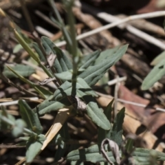 Hypericum gramineum at Michelago, NSW - 12 Jan 2019 11:05 AM