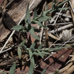 Hypericum gramineum at Michelago, NSW - 12 Jan 2019 11:05 AM