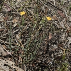 Hypericum gramineum at Michelago, NSW - 12 Jan 2019 11:05 AM