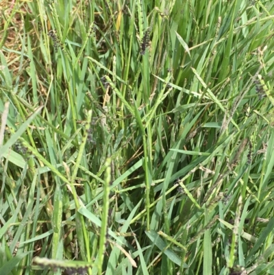 Paspalum distichum (Water Couch) at Fyshwick, ACT - 22 Mar 2019 by JaneR