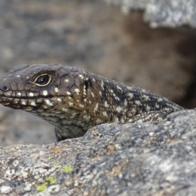 Egernia cunninghami (Cunningham's Skink) at Garran, ACT - 22 Mar 2019 by roymcd