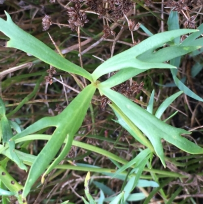Ranunculus sp. (Buttercup) at Jerrabomberra Wetlands - 22 Mar 2019 by JaneR