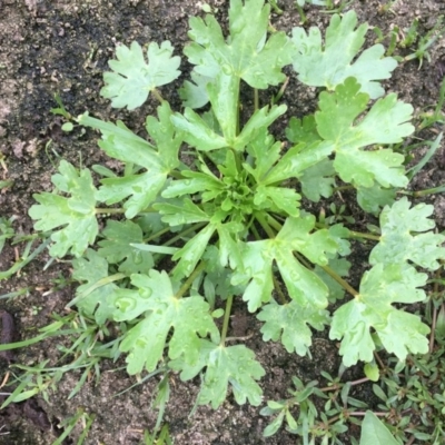 Ranunculus sp. (Buttercup) at Fyshwick, ACT - 22 Mar 2019 by JaneR