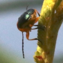 Aporocera (Aporocera) consors at Ainslie, ACT - 5 Mar 2019 08:43 AM