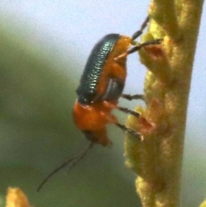 Aporocera (Aporocera) consors at Ainslie, ACT - 5 Mar 2019 08:43 AM