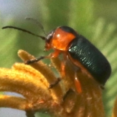 Aporocera (Aporocera) consors at Ainslie, ACT - 5 Mar 2019