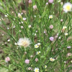 Symphyotrichum subulatum at Fyshwick, ACT - 22 Mar 2019 12:31 PM