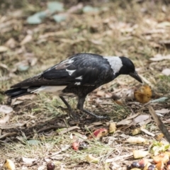 Gymnorhina tibicen (Australian Magpie) at Lake Ginninderra - 12 Mar 2019 by Alison Milton