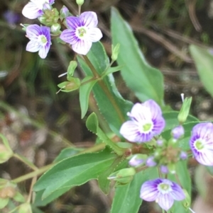 Veronica anagallis-aquatica at Fyshwick, ACT - 22 Mar 2019