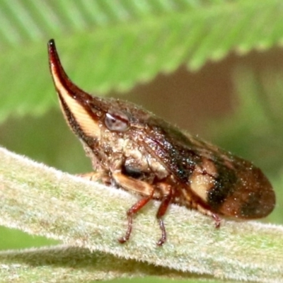 Philagra parva (Beaked spittlebug) at Ainslie, ACT - 4 Mar 2019 by jbromilow50