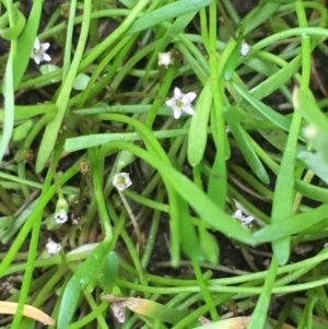 Limosella australis at Fyshwick, ACT - 22 Mar 2019