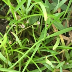 Limosella australis at Fyshwick, ACT - 22 Mar 2019