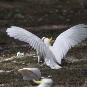 Cacatua galerita at Belconnen, ACT - 12 Mar 2019