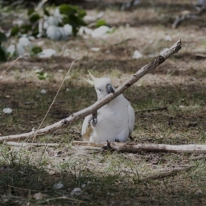 Cacatua galerita at Belconnen, ACT - 12 Mar 2019